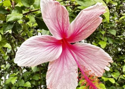 Bold colour inspiration from hibiscus flowers in my garden MIMI BONDI