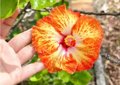 Bold colour inspiration from orange hibiscus flower in my garden MIMI BONDI